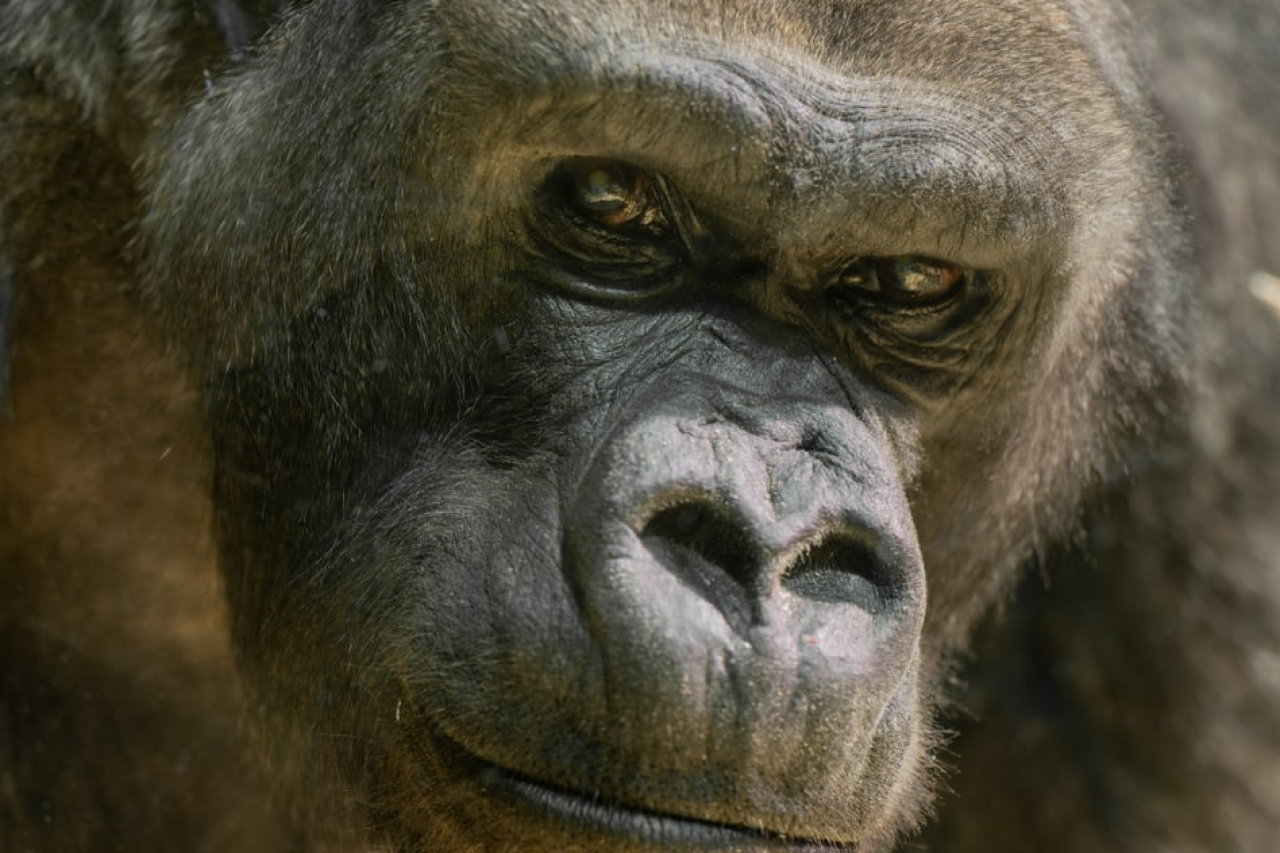 Adio gorilei N’Gola cu spate argintiu și realinierea grupului de gorile de la Grădina Zoologică din Zurich