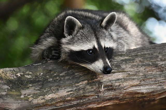 Raccoons also have a right to life!