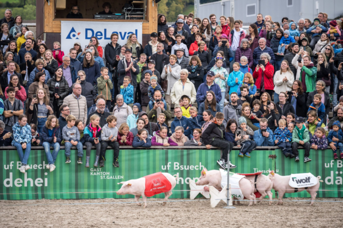 Das Olma-Schweinerennen Sport oder Unterhaltung