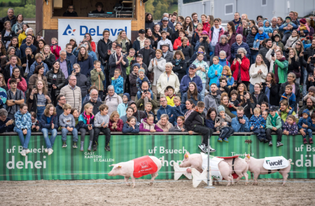 Das Olma-Schweinerennen Sport oder Unterhaltung