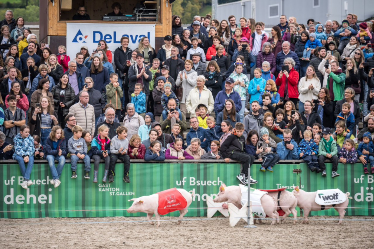 Das Olma-Schweinerennen: Sport oder Unterhaltung?