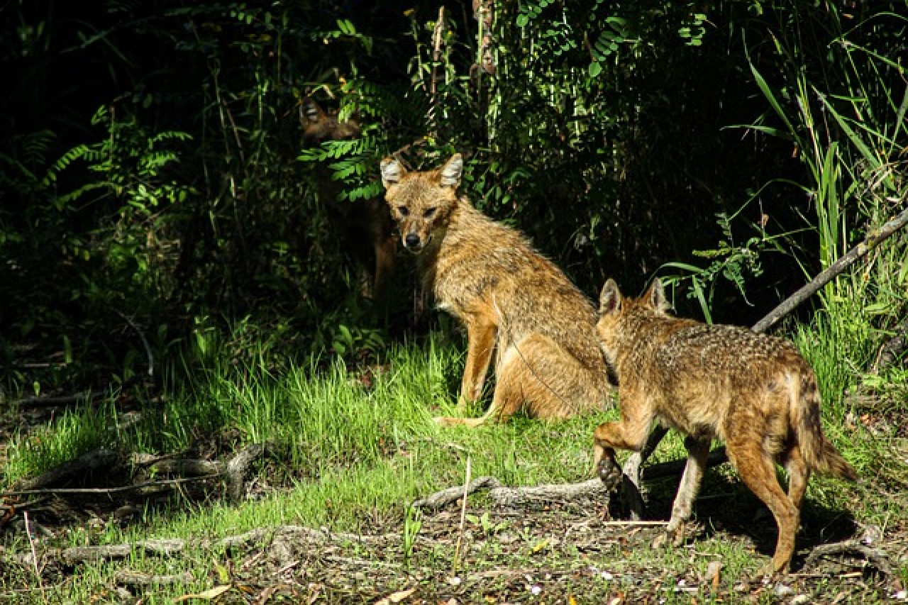 Der Goldschakal in der Schweiz Ein neues Kapitel der Tierwanderung