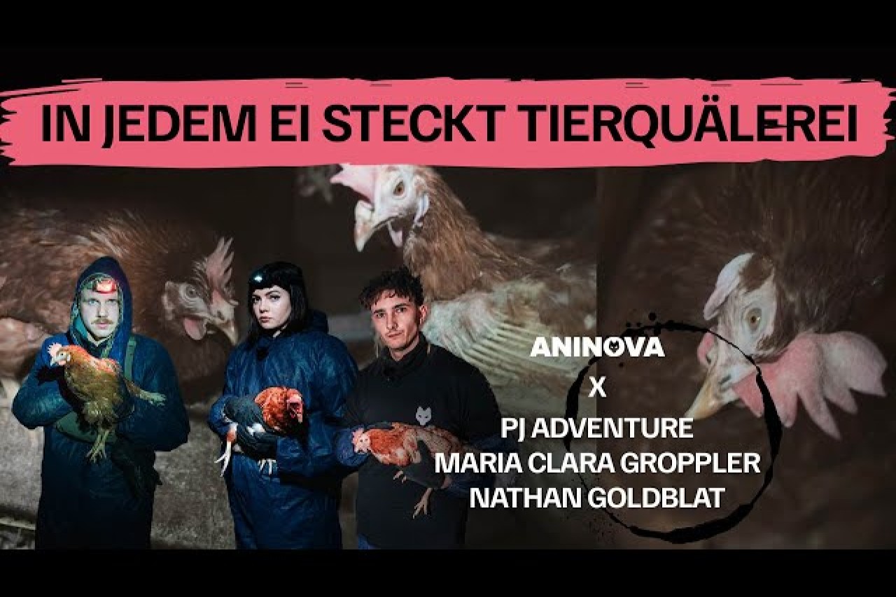 Die grausame Realität der Eierproduktion