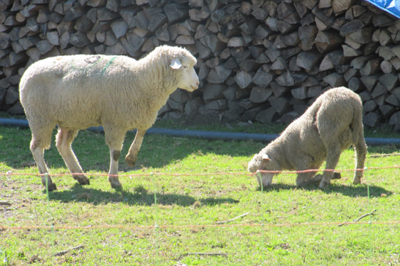 Fortschritte im Bekämpfungsprogramm der Moderhinke