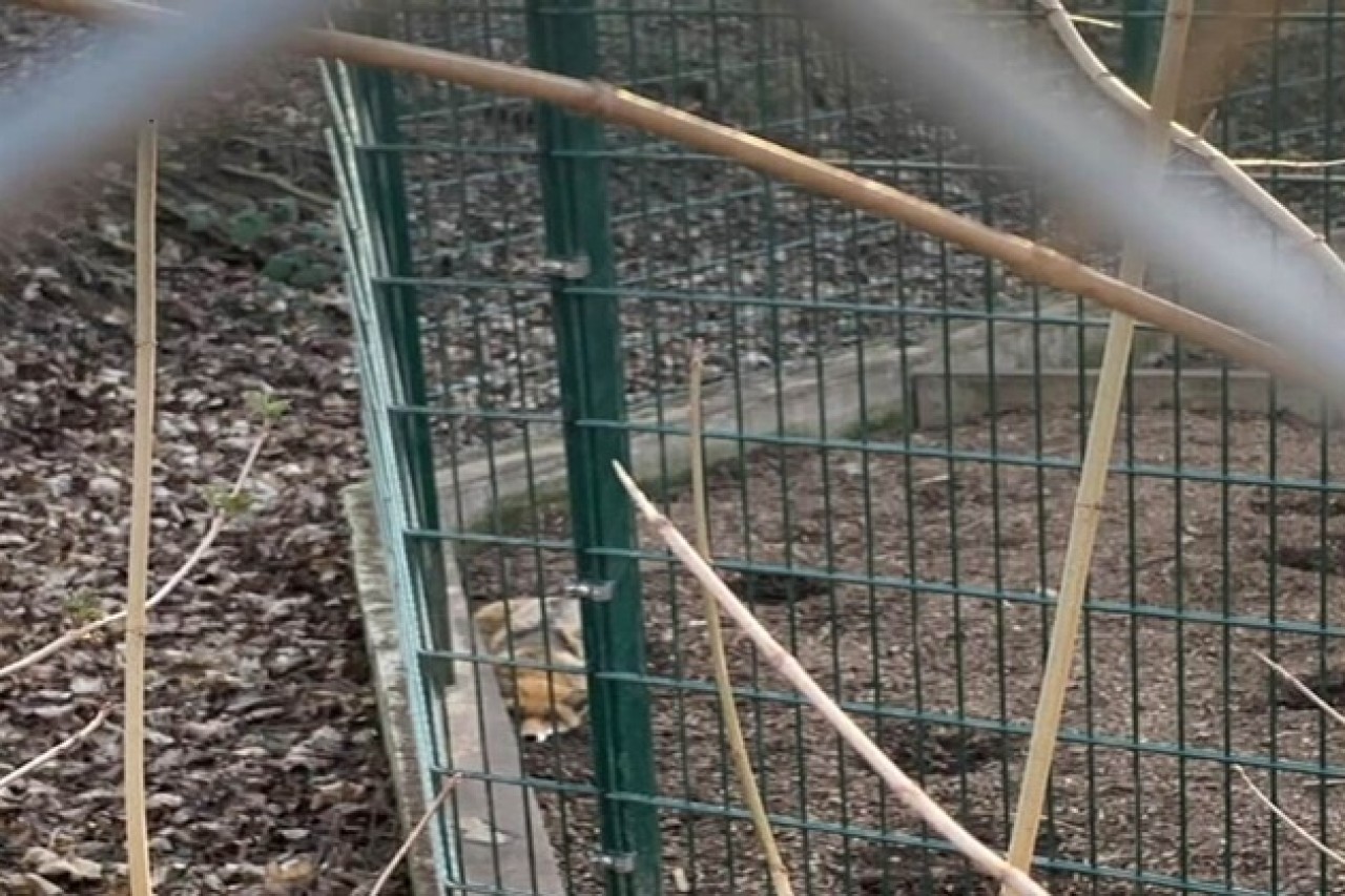 Füchse wegen der Jagd in permanenter Todesangst