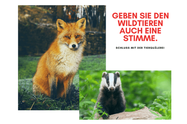 Zurich : stoppez le massacre des renards et des blaireaux