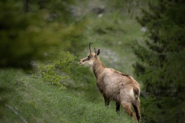 Hobby-Jäger jagte am Schontag im Kanton Schwyz