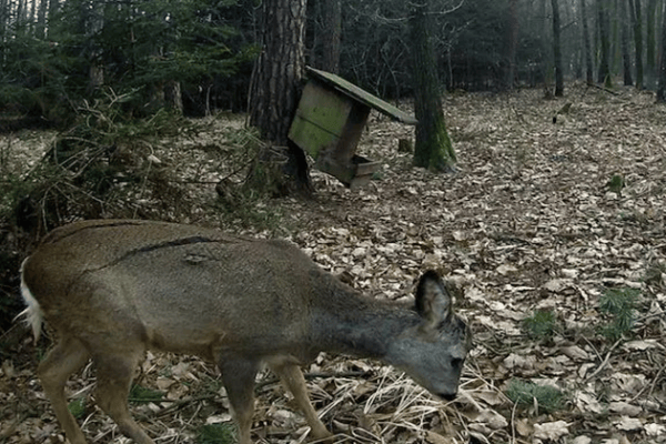 IG Wild beim Wild fordert regelmässige Sehtests für Hobby-Jäger