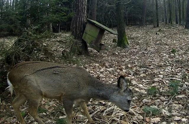 IG Wild beim Wild fordert regelmässige Sehtests für Hobby-Jäger