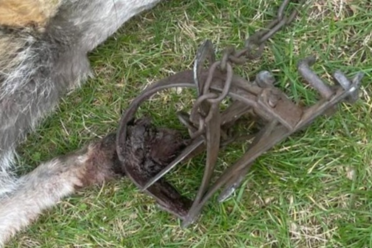 Illegale Tellereisen: PETA setzt Belohnung für Hinweise aus