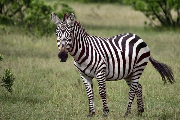 Illegaler Tiertransport: Zebras und Affen an Grenze gestoppt