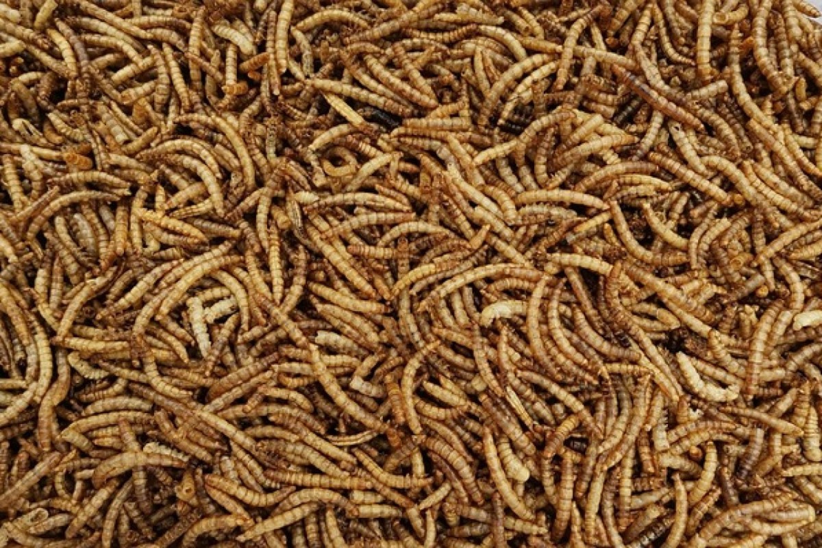 Insekten Ein irreführender Weg zu nachhaltigen Lebensmittelsystemen
