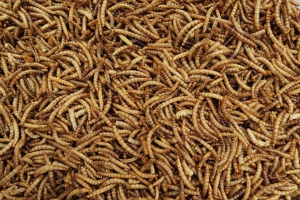 Insekten: Ein irreführender Weg zu nachhaltigen Lebensmittelsystemen