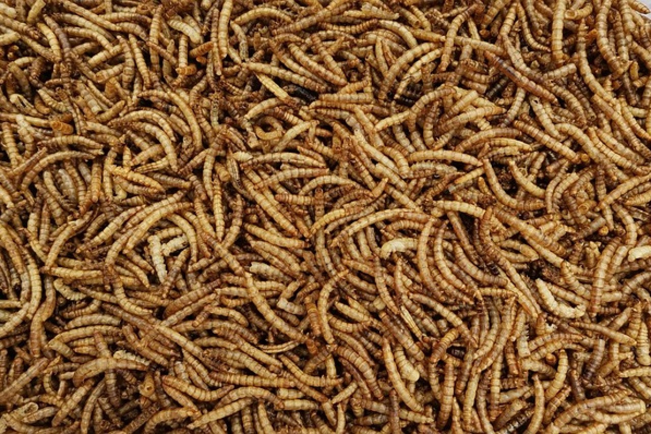 Les insectes : une voie trompeuse vers des systèmes alimentaires durables