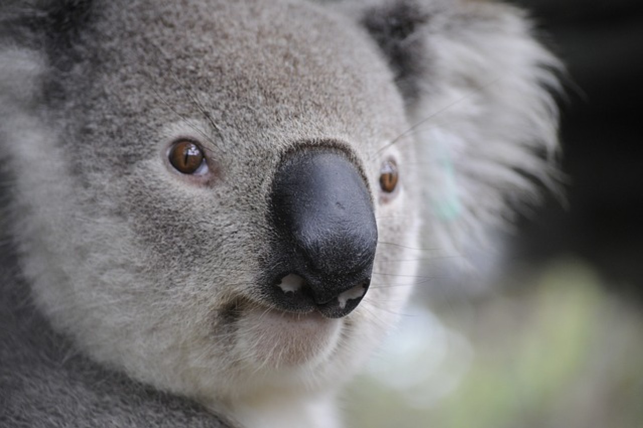 Kontroverser Abschuss von Koalas in Australien nach Buschbränden