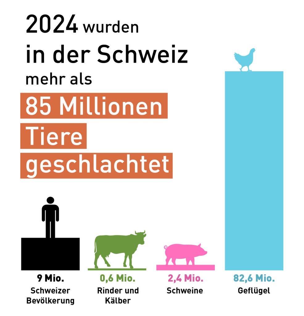 Graphic depicting meat consumption in Switzerland in 2024, with more than 85 million animals slaughtered, including 82.6 million poultry, 2.4 million pigs and 0.6 million cattle and calves.