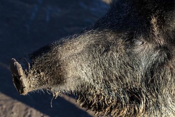 Neues Wildschwein-Gefängnis im Natur- und Tierpark Goldau