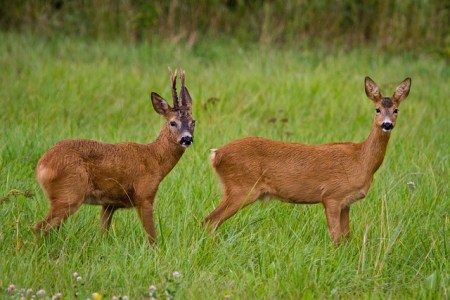 Solothurnerin will Treibjagd verbieten