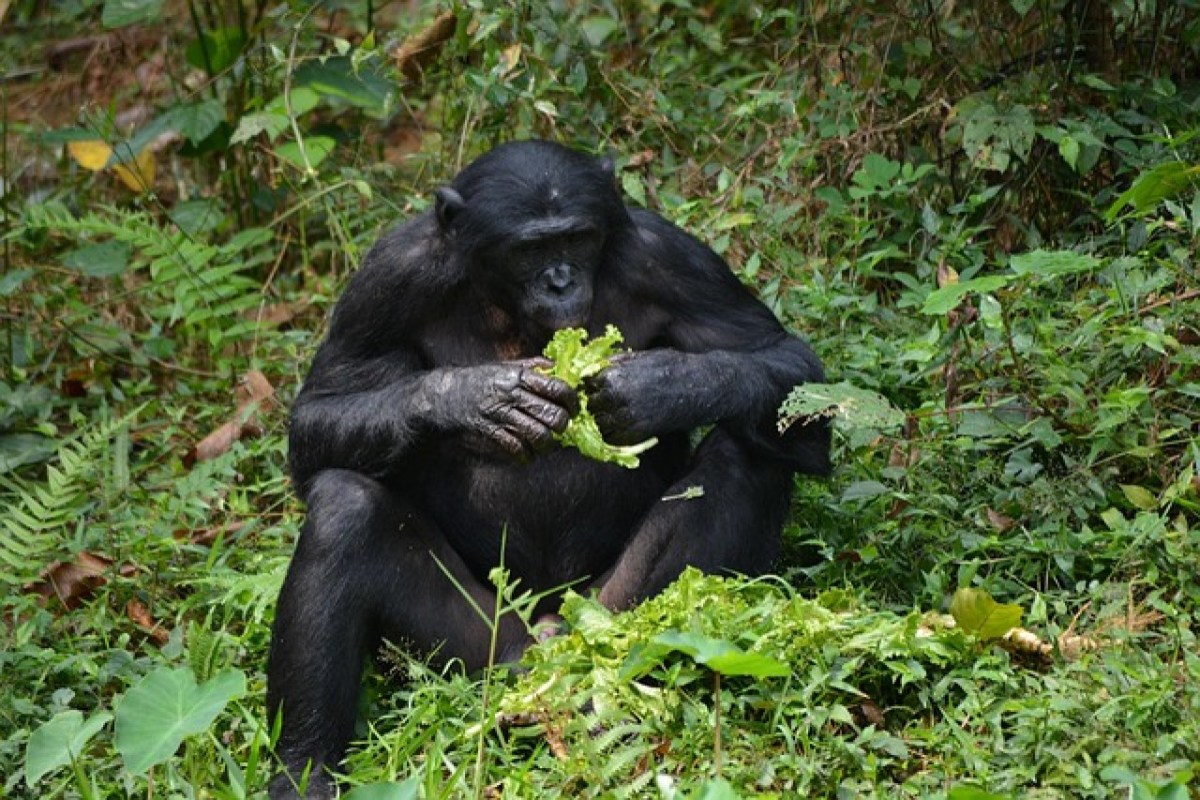 Studie zeigt bonobos verwenden kompositionalität in ihrer kommunikation