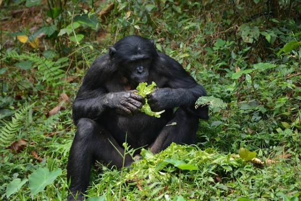 Studie zeigt: Bonobos verwenden Kompositionalität in ihrer Kommunikation