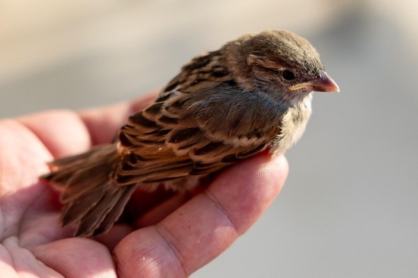 Wildtierrettung