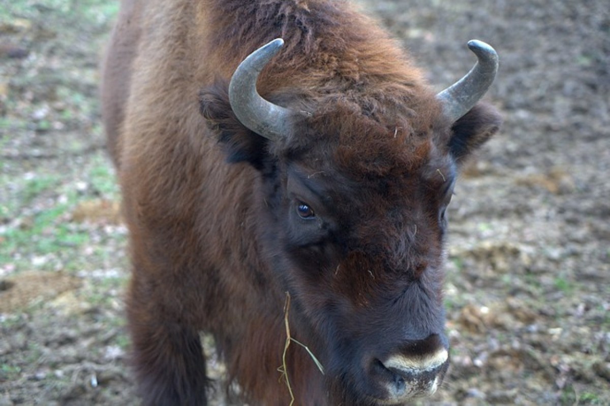Wisent im Thal Stier abgeschossen