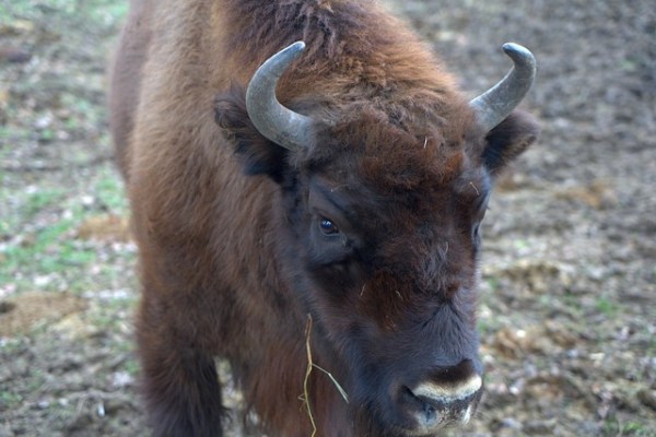 Wisent im Thal: Stier abgeschossen