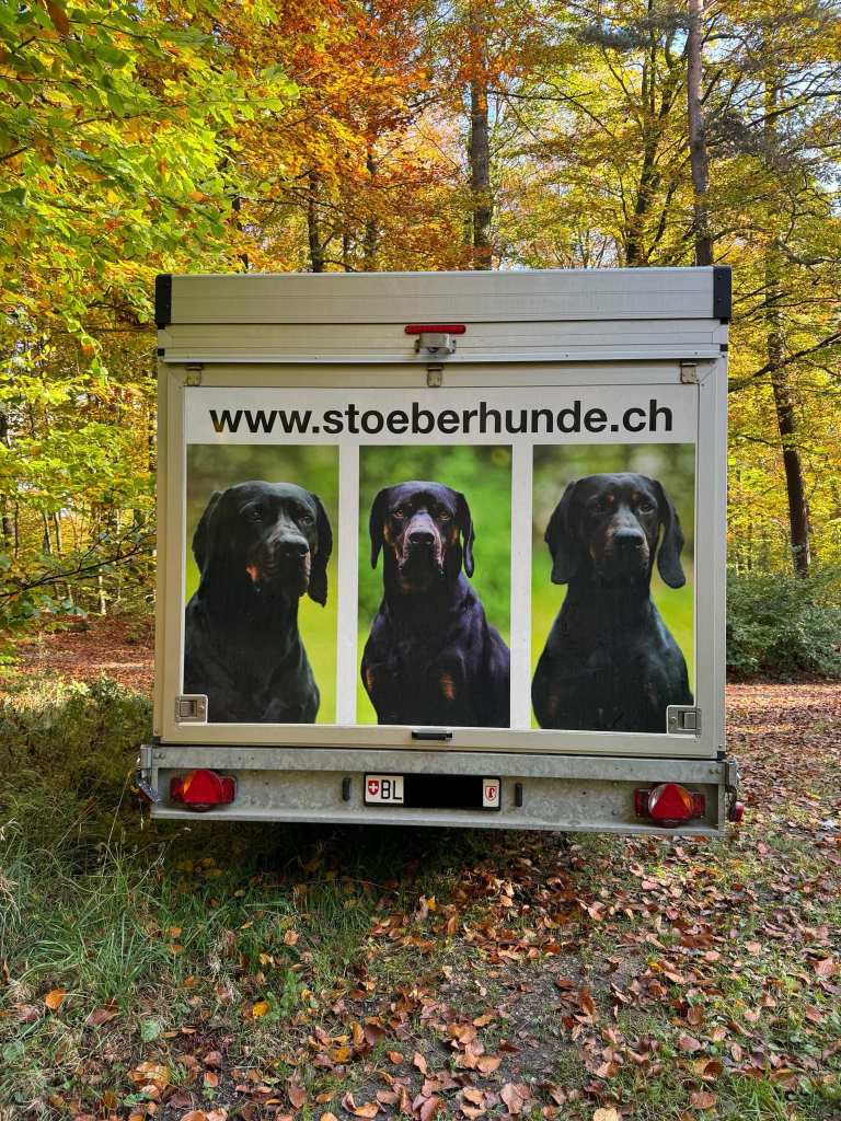 Heckansicht eines Transporters mit Bildern von drei schwarzen Hunden und der Website www.stoeberhunde.ch, umgeben von herbstlichen Bäumen und Laub.