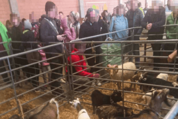 El Buremärit fue denunciado en Münsingen por tenencia inadecuada de animales