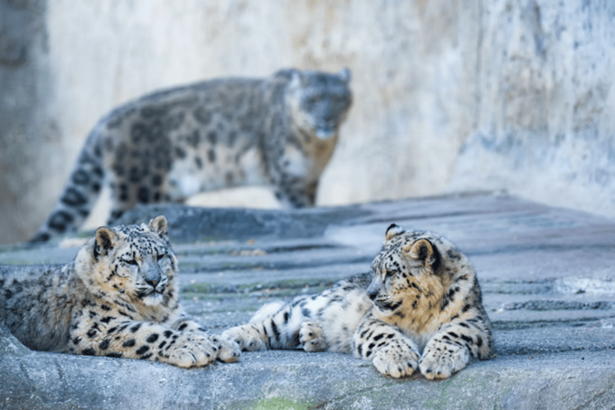 Der zweite Schneeleopard im Zoo Basel ist gestorben, ein drittes Tier hat eine Gangstörung