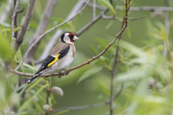 Die Begeisterung für die Stunde der Gartenvögel