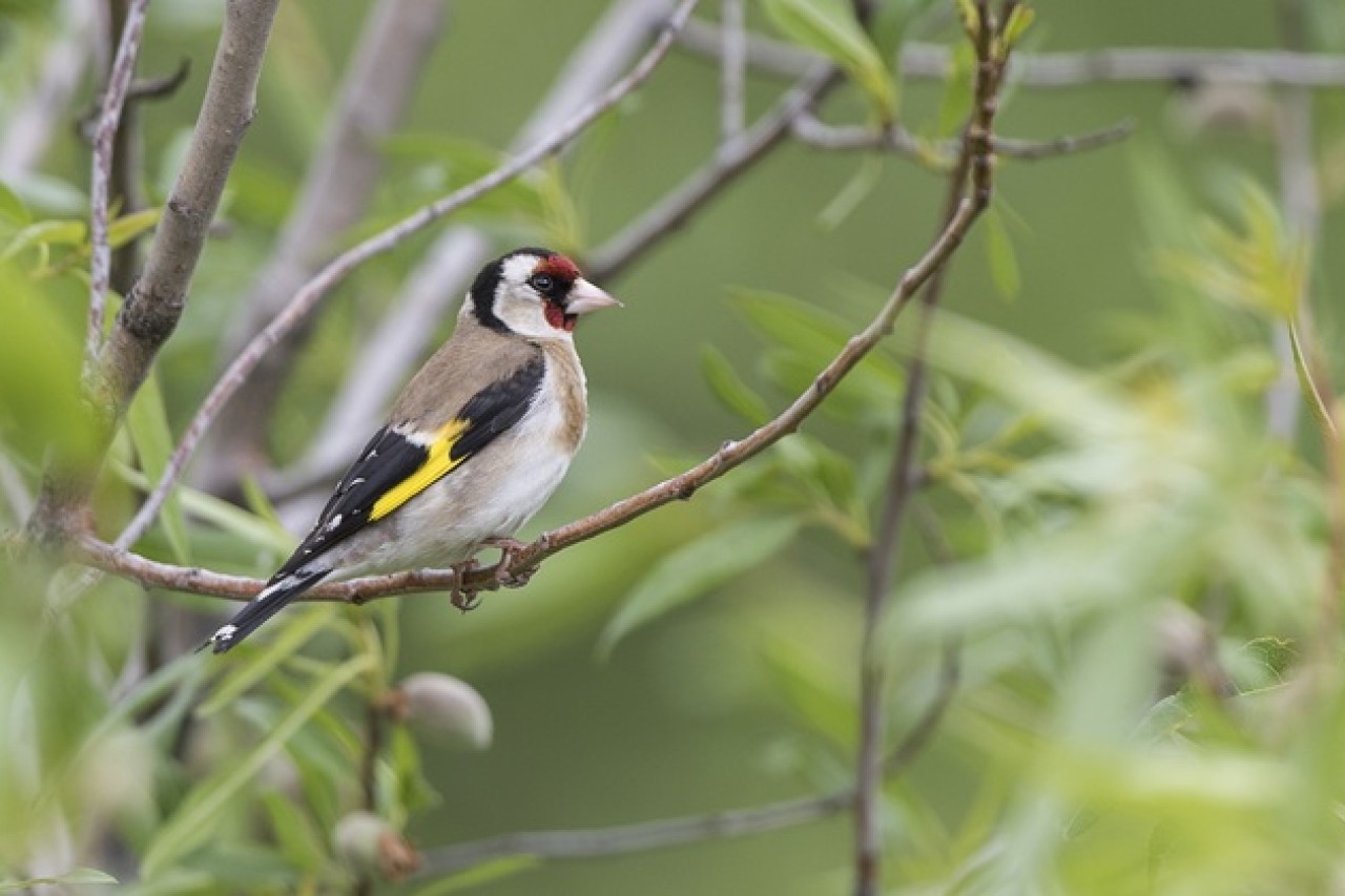 Die Begeisterung für die Stunde der Gartenvögel
