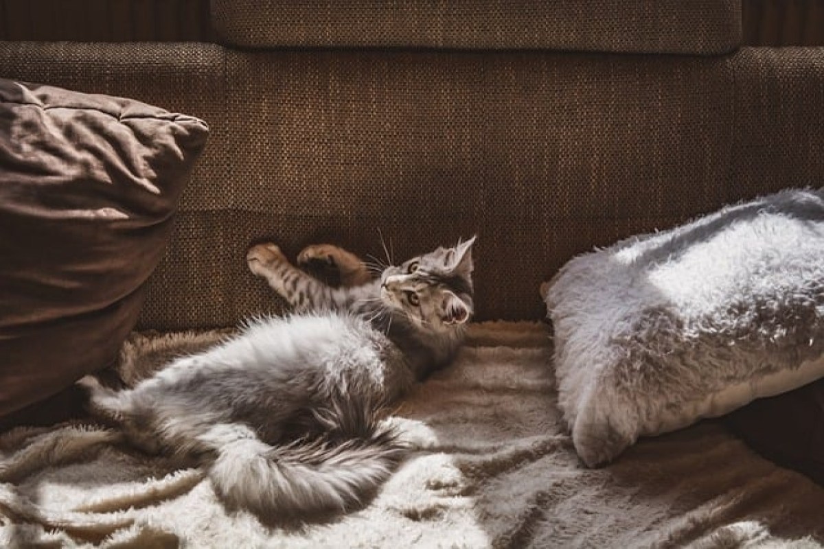 Ein Fall über Katzenbesitz und unrechtmässige Aneignung
