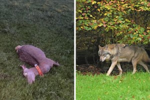 Ein kritischer Blick auf die Abschussverfügung eines Wolfes