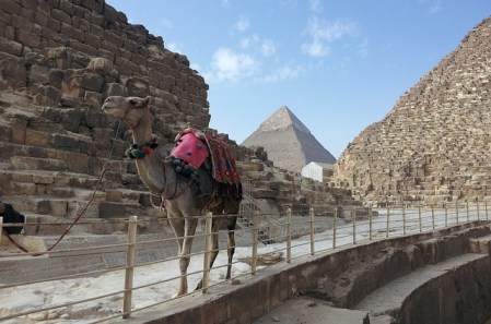 Erfolg! Immer mehr Reiseanbieter stellen Kamel- und Pferdeausritte bei den ägyptischen Pyramiden ein