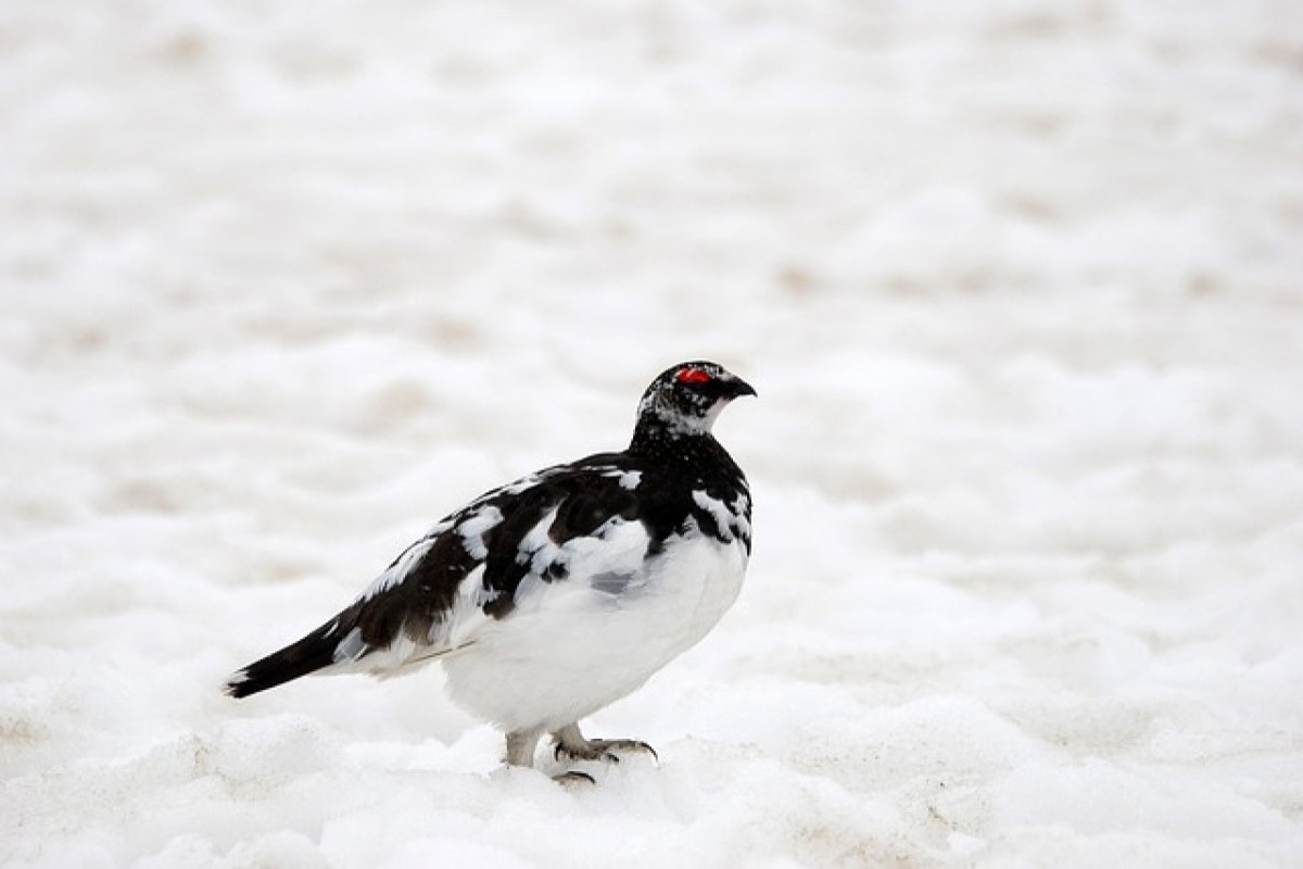 Abgelehnt «Schneehuhn und Schneehase leben lassen!»