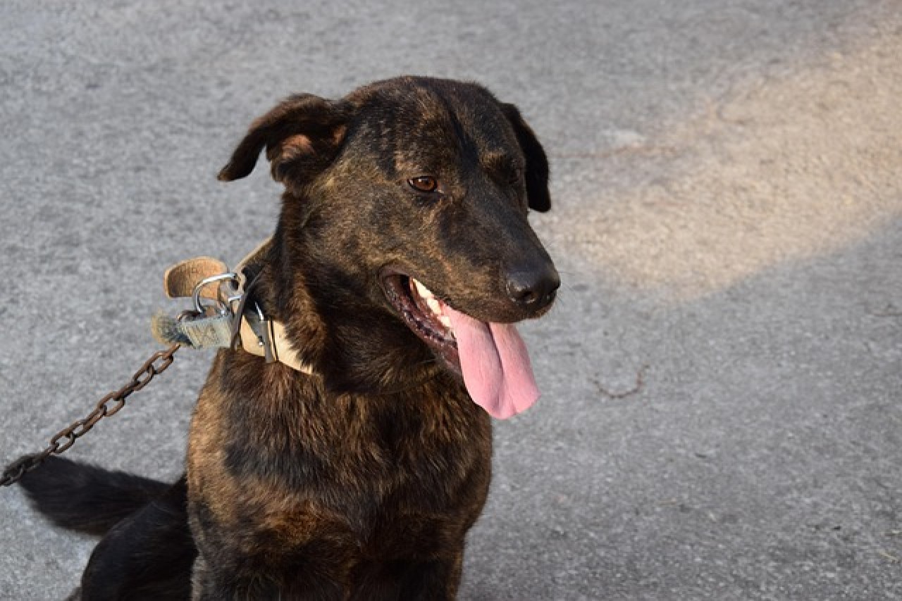 Härtere Strafen für Tierquäler in Italien