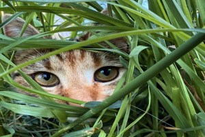 Hobby-Jäger lässt Katze mit Jagdhund zerfetzen