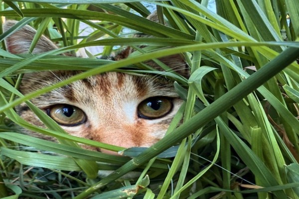 Hobby-Jäger lässt Katze mit Jagdhund zerfetzen