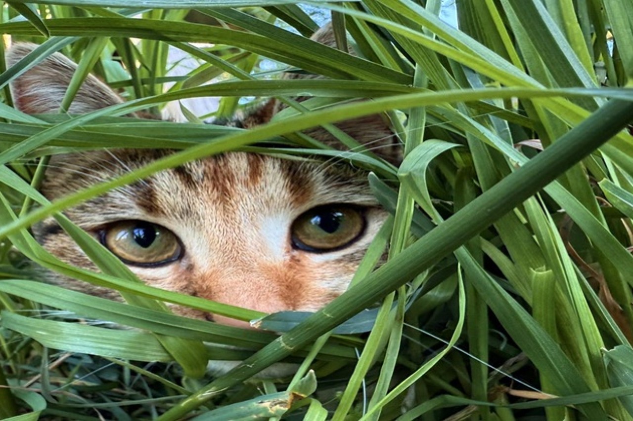 Hobby-Jäger lässt Katze mit Jagdhund zerfetzen