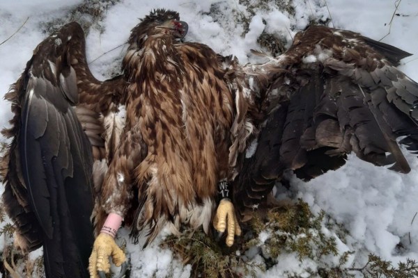 Hobby-Jäger zu 100’000 Euro Schadensersatz verurteilt