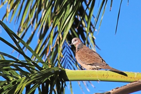 Caza ilegal de aves en la región mediterránea