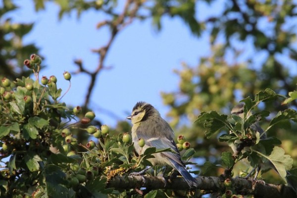 Ziua Internațională a Biodiversității – 22 mai