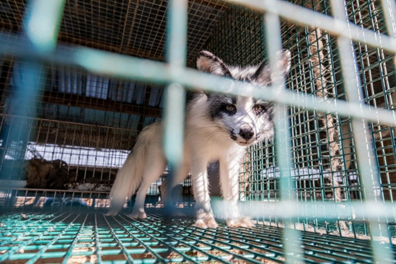 Jetzt geht’s dem Pelz an den Kragen