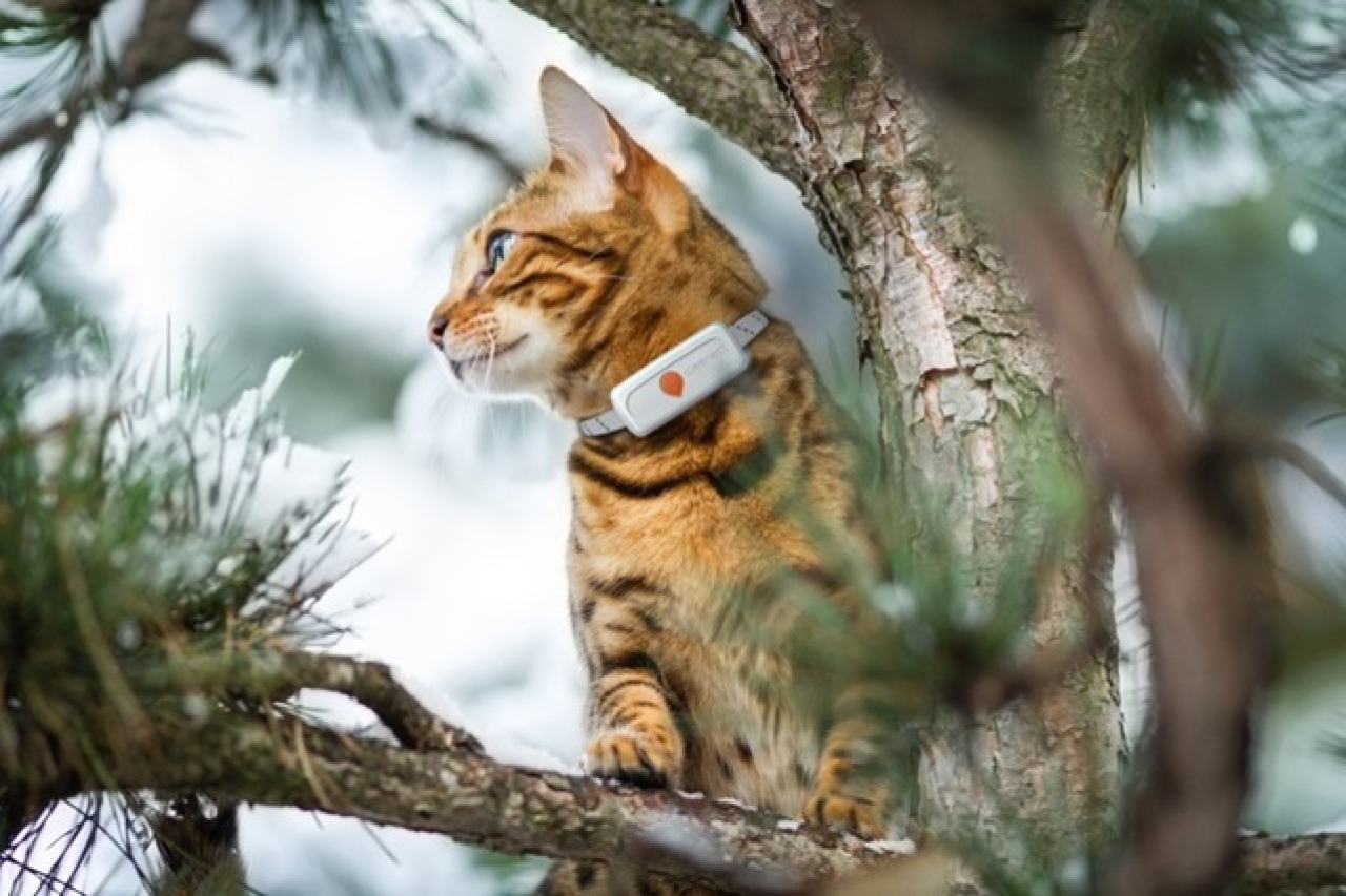 Katzenhalsbänder Sicherheit für Katzen widerlegt gängige Mythen