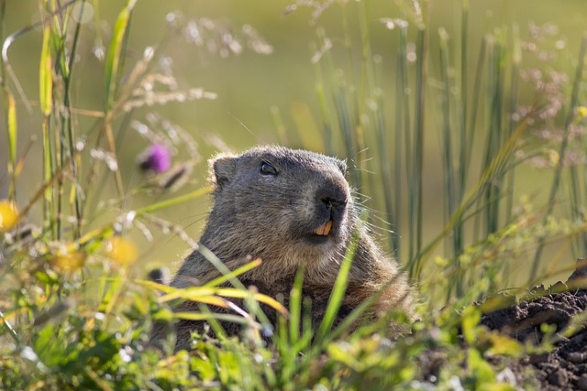 Klimawandel und Wildtiere in den Alpen