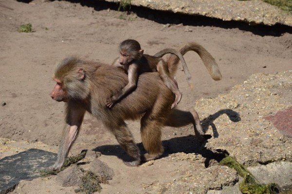 Kritik am Nürnberger Zoo: Tötung gesunder Paviane wegen Missmanagement