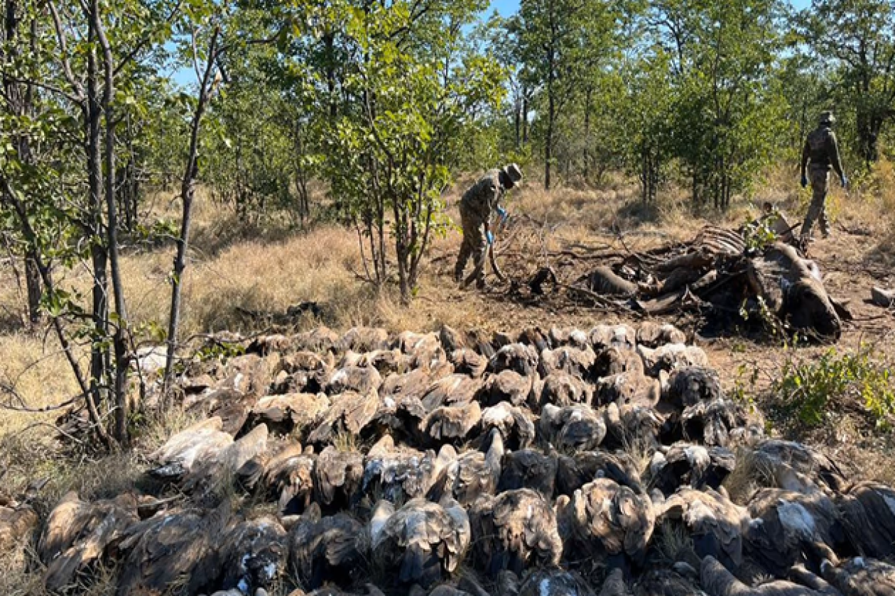 Massenvergiftung von Geiern im Krüger-Nationalpark