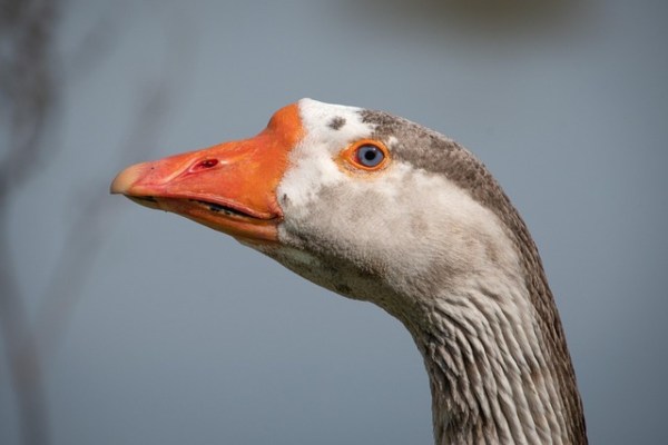 Mehr Transparenz bei tierischen Lebensmitteln – aber unzureichend bei Stopfleber