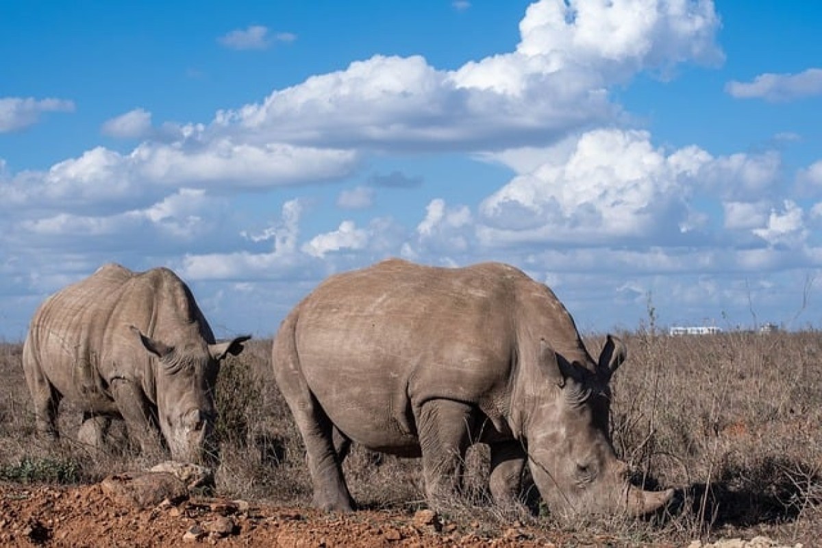 Nashornwilderei in Südafrika Aktuelle Zahlen und Herausforderungen für den Schutz